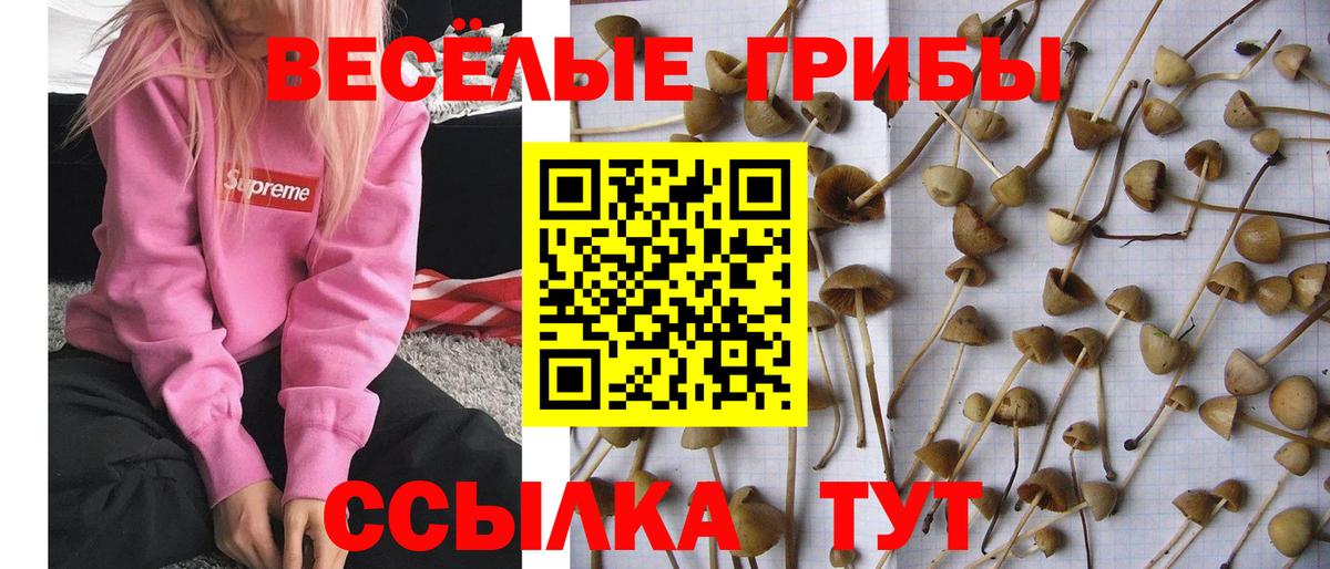 Псилоцибиновые грибы GOLDEN TEACHER  Вход с VPN  купить   Йошкар-Ола 